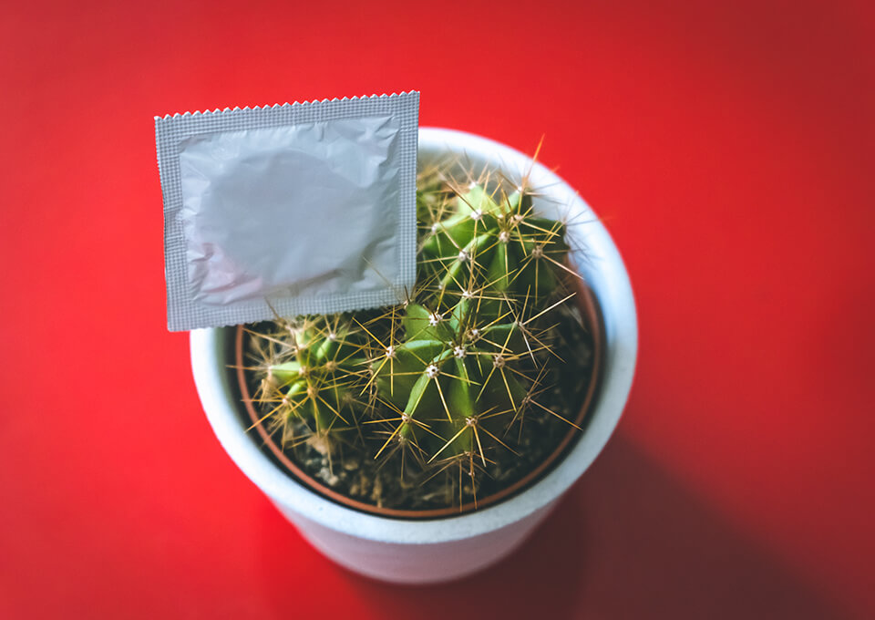 A condom in a cactus.